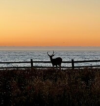 This was a picture that I took on an evening walk.