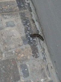 Numerous bugs on the walls ceiling floors