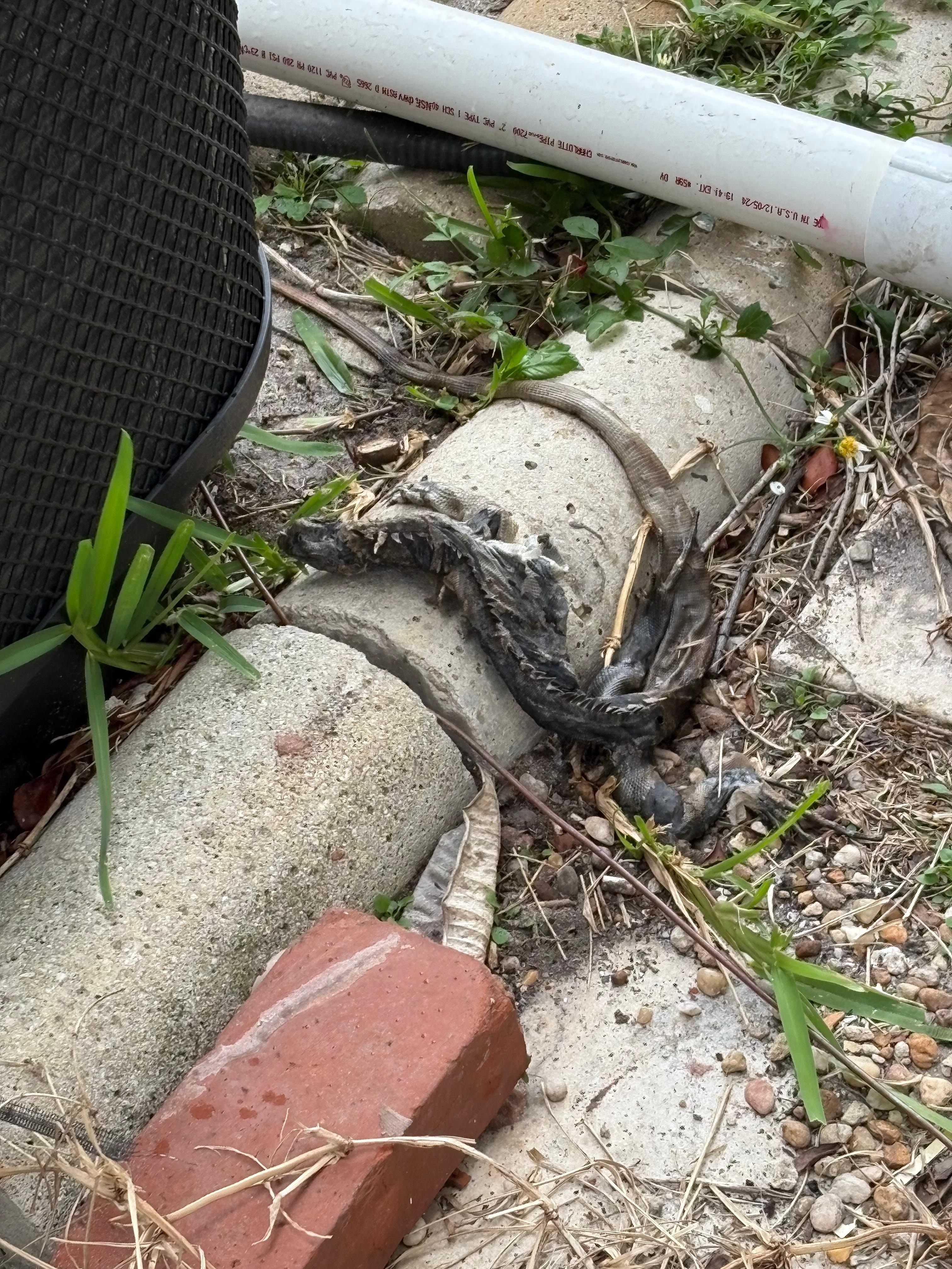 Dead iguanas foul smell in backyard 