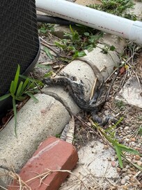 Dead iguanas foul smell in backyard