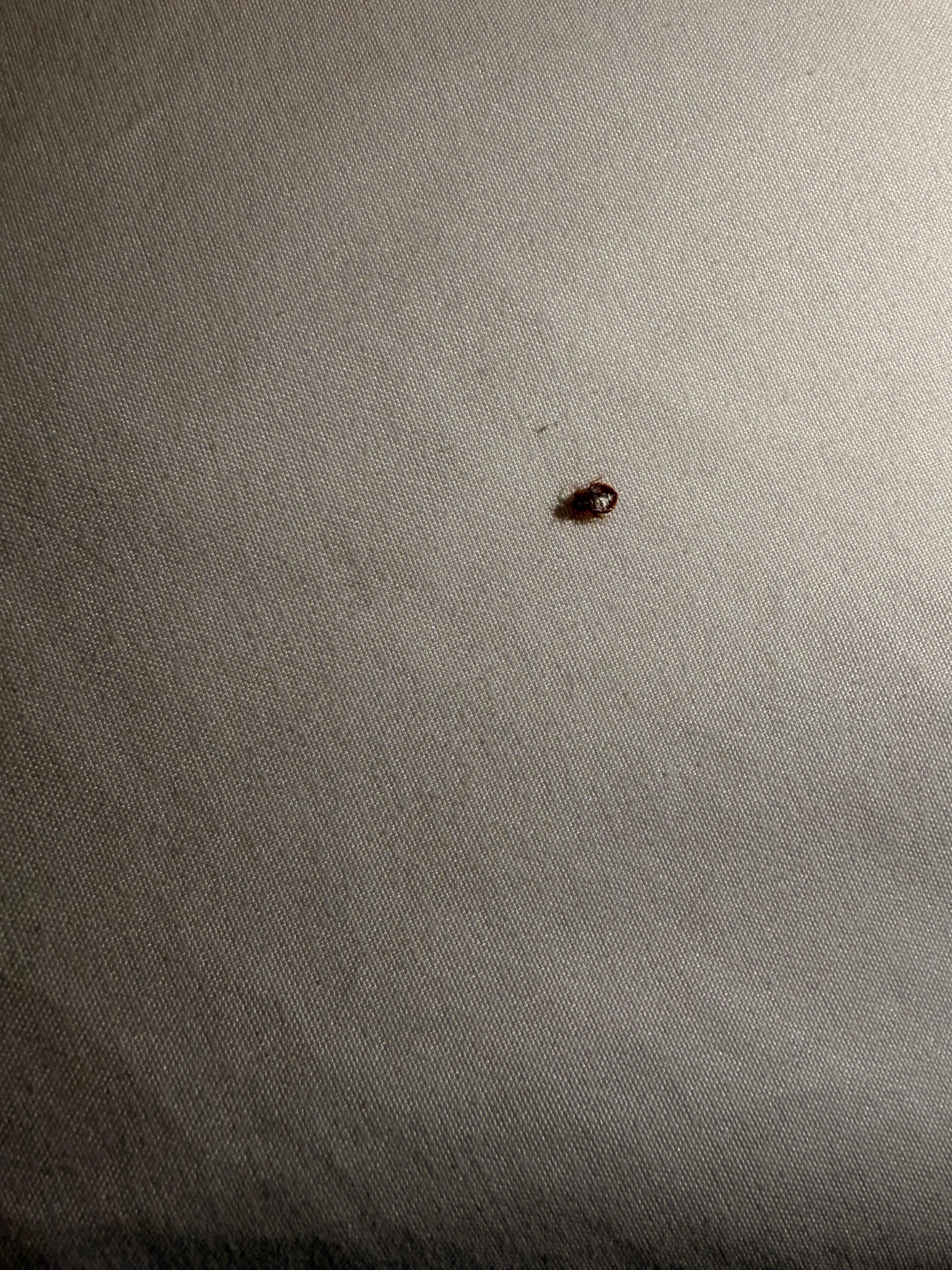 Video of bedbug