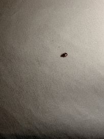 Video of bedbug