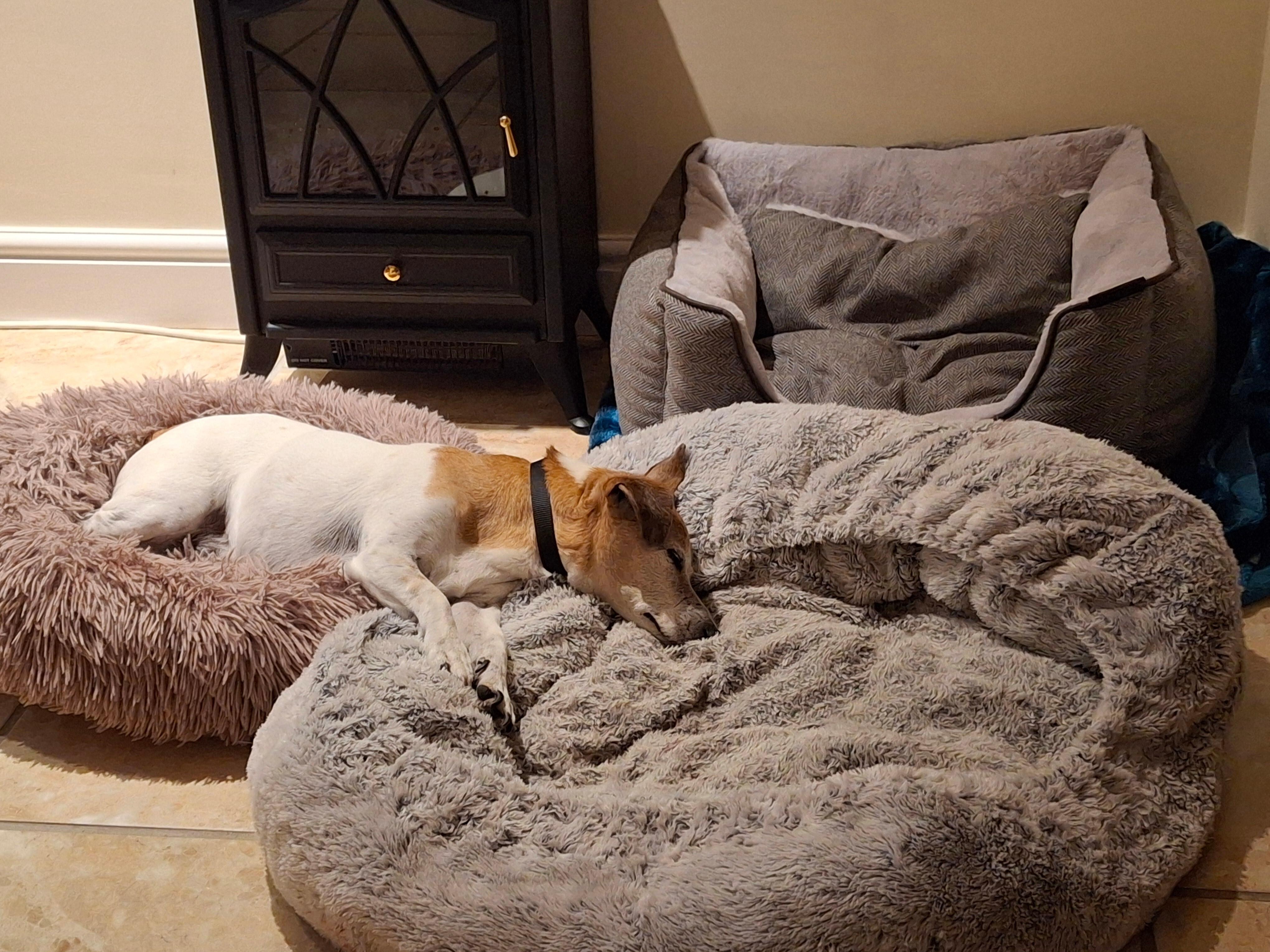 Our 19 yr old dog, Harvey after a day out ! 