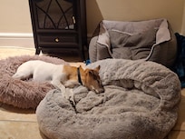 Our 19 yr old dog, Harvey after a day out !