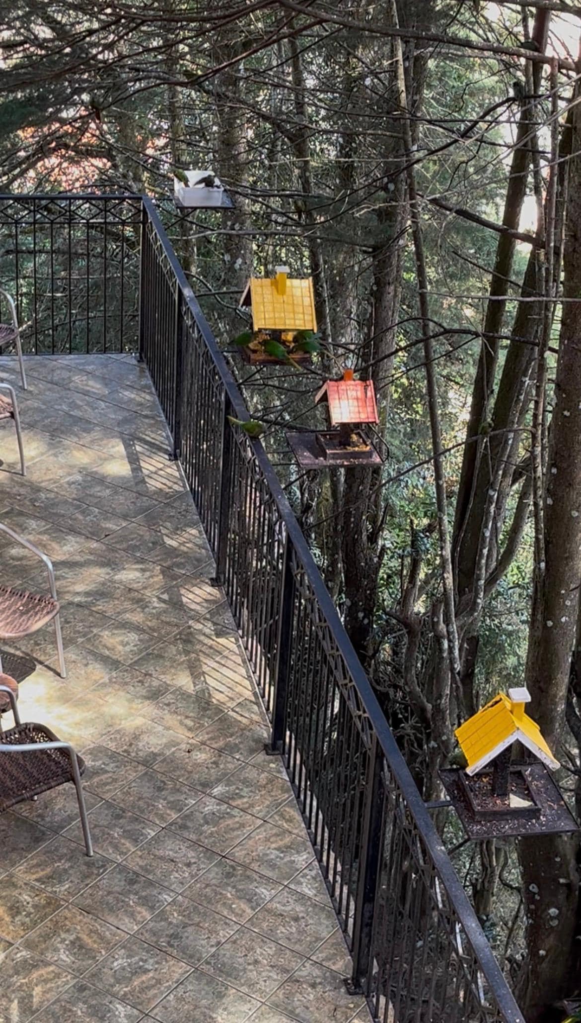  Em na varanda, muita maritaca, esquilos e pombos