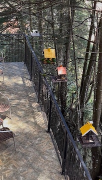 Em na varanda, muita maritaca, esquilos e pombos