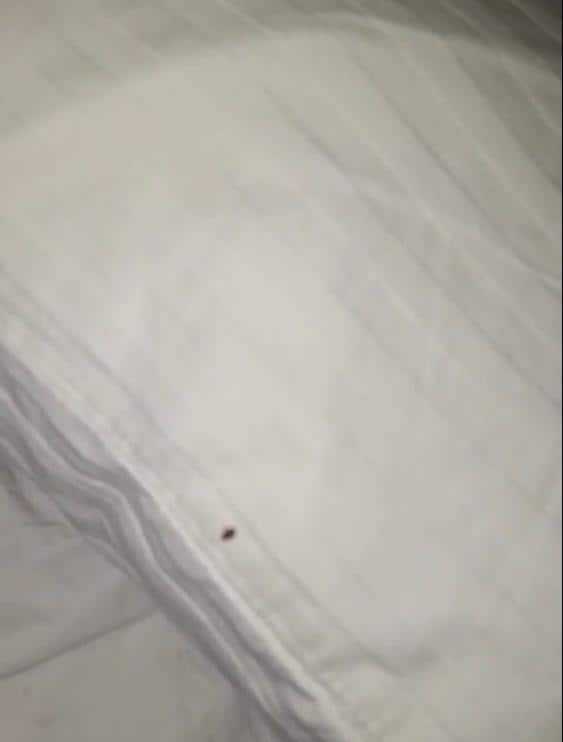 MAS CHINCHES EN ALMOHADAS ERAN COMO 7 CHINCHES Y VARIAS CHICNCHES PEQUEÑAS