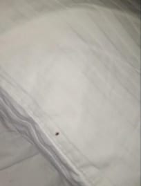 MAS CHINCHES EN ALMOHADAS ERAN COMO 7 CHINCHES Y VARIAS CHICNCHES PEQUEÑAS