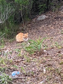 Wildlife! Kitten spotted near the restaurant at the end of the boardwalk.