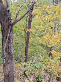 A view from the back porch.