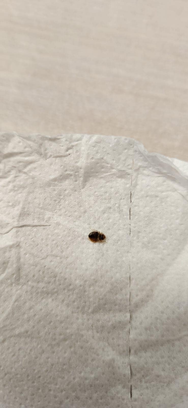 First bed bug found 