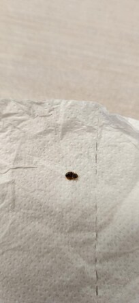 First bed bug found