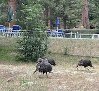 A visit from some wild turkeys!