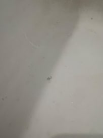 A hair in the tub