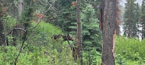 Moose in Glacier National Park