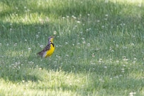 Western Meadowlark