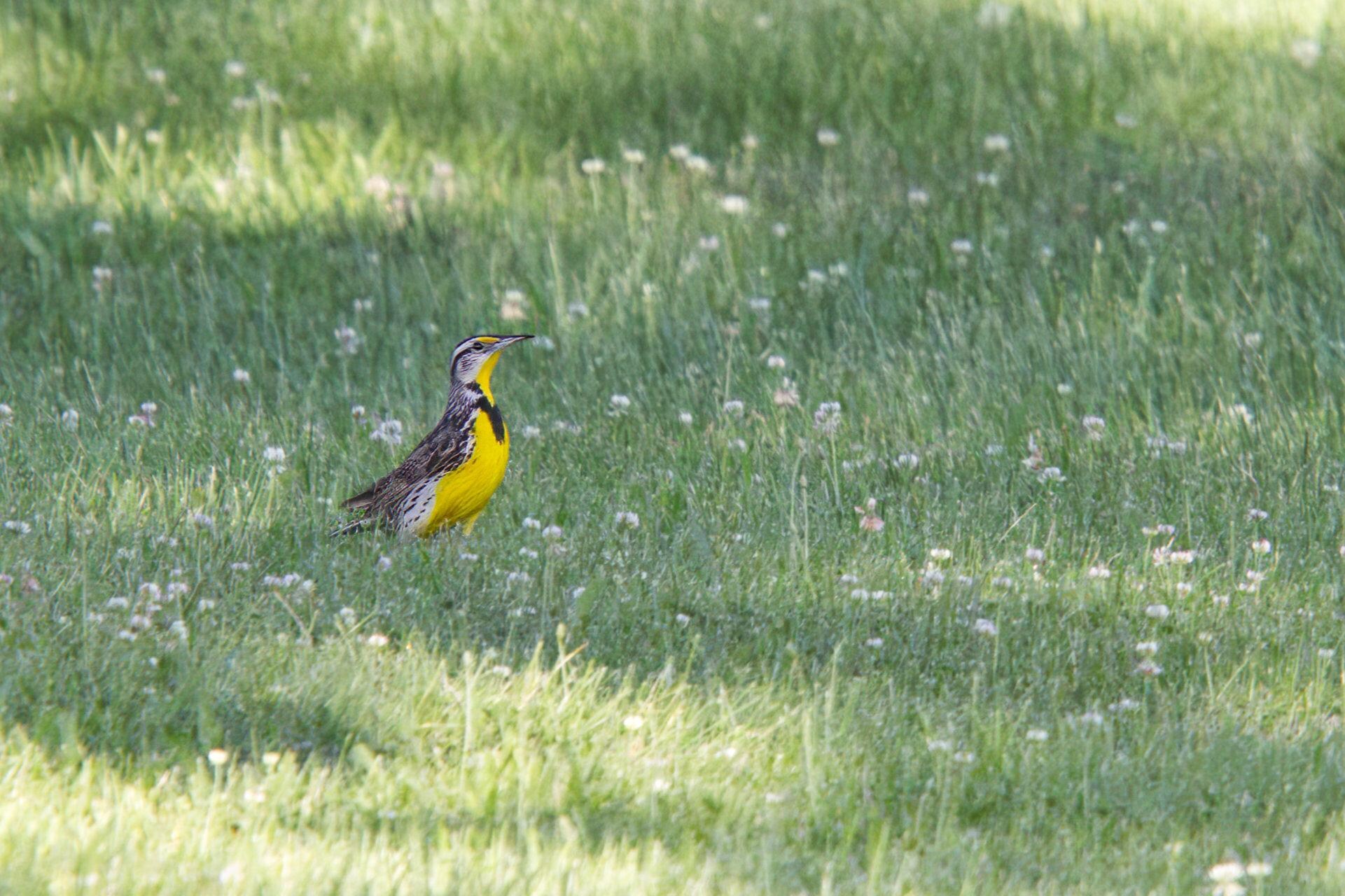 Western Meadowlark