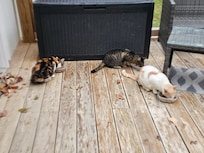 There is a total of 6 cats.