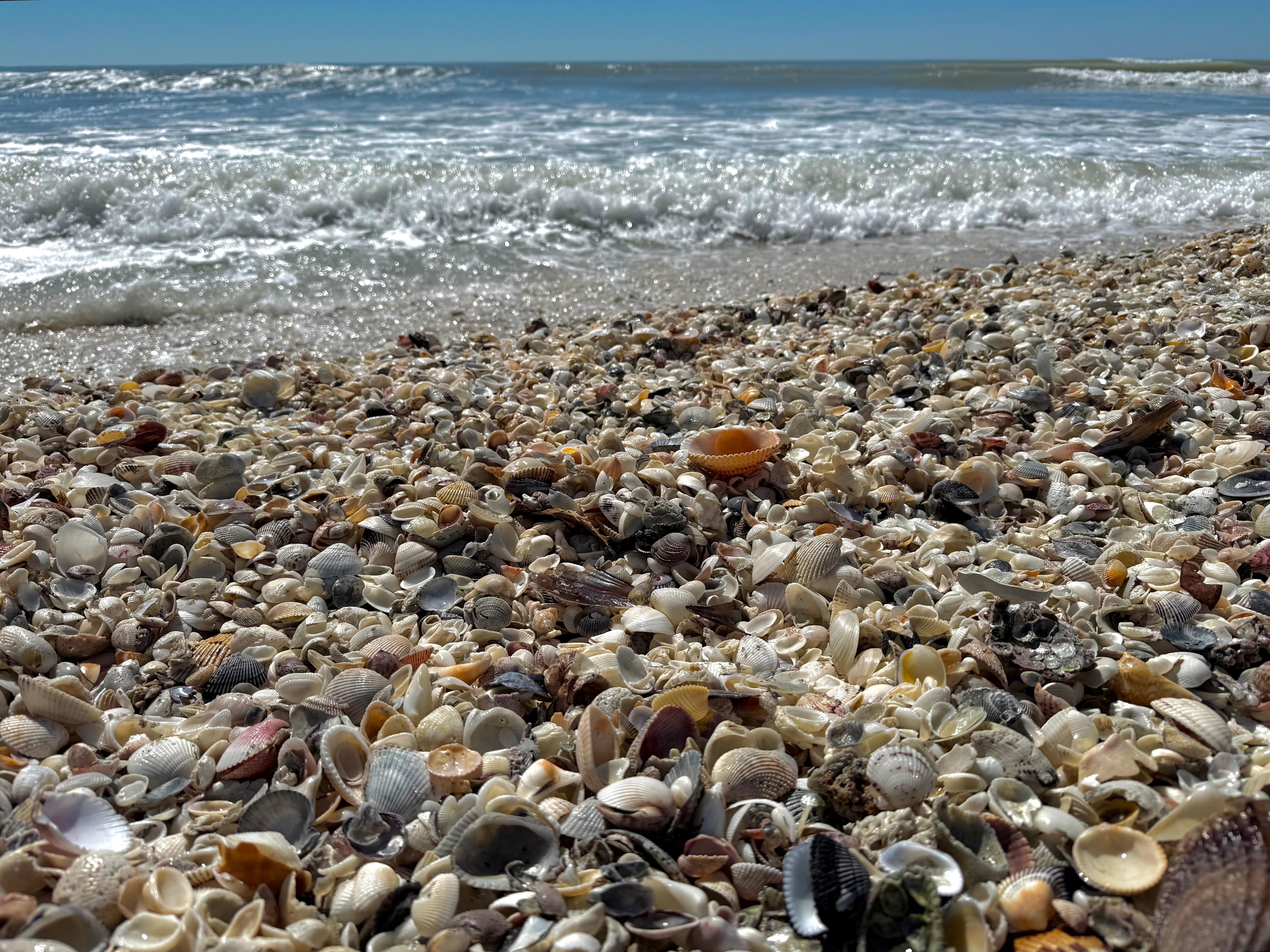 The shelling was amazing 