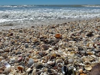 The shelling was amazing