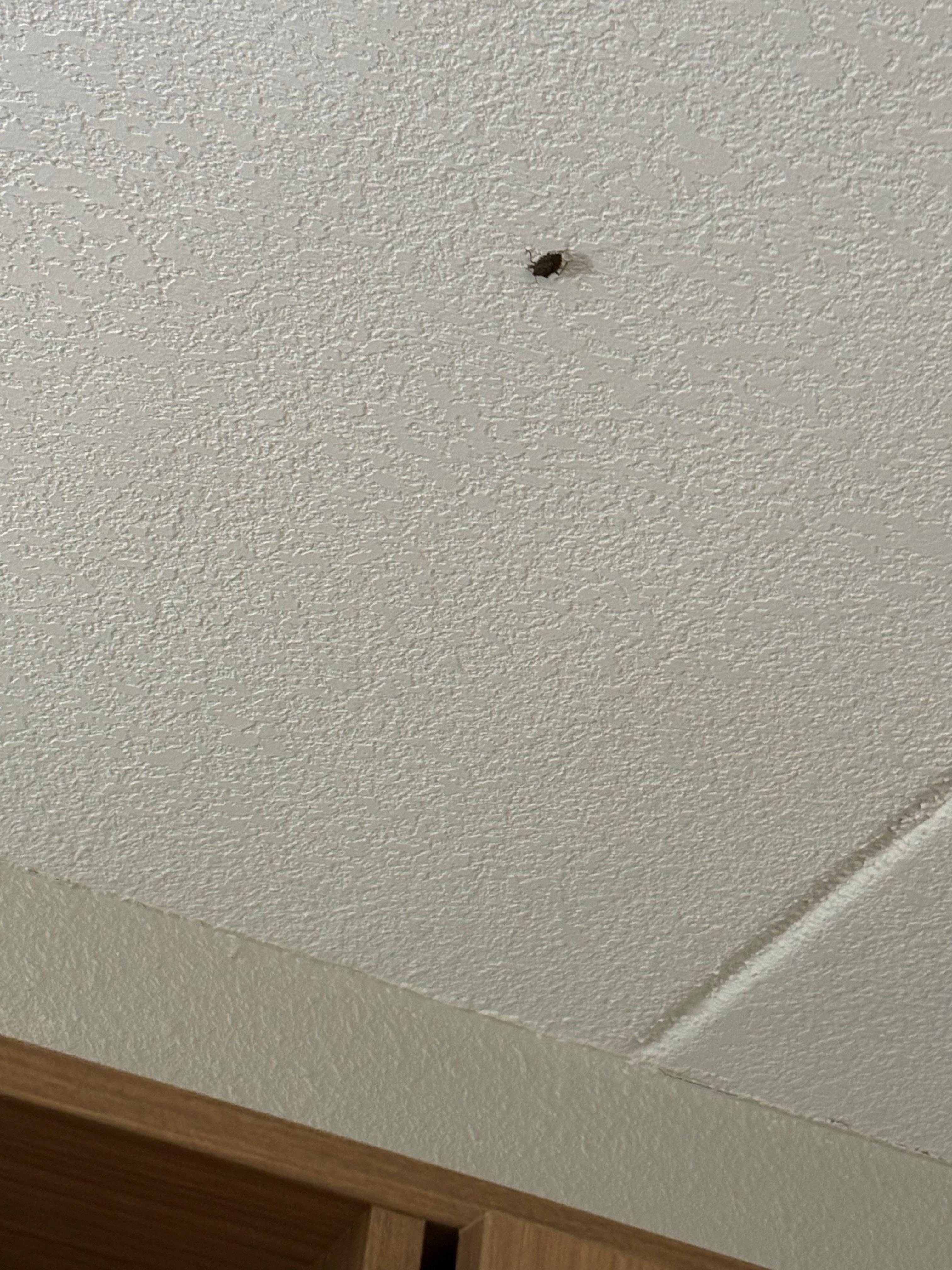 dead bug on the ceiling