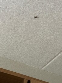 dead bug on the ceiling