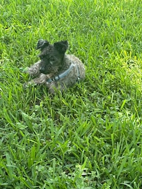 Taking in the vitamin D after a long day… it’s hot out there for a schnauzer…