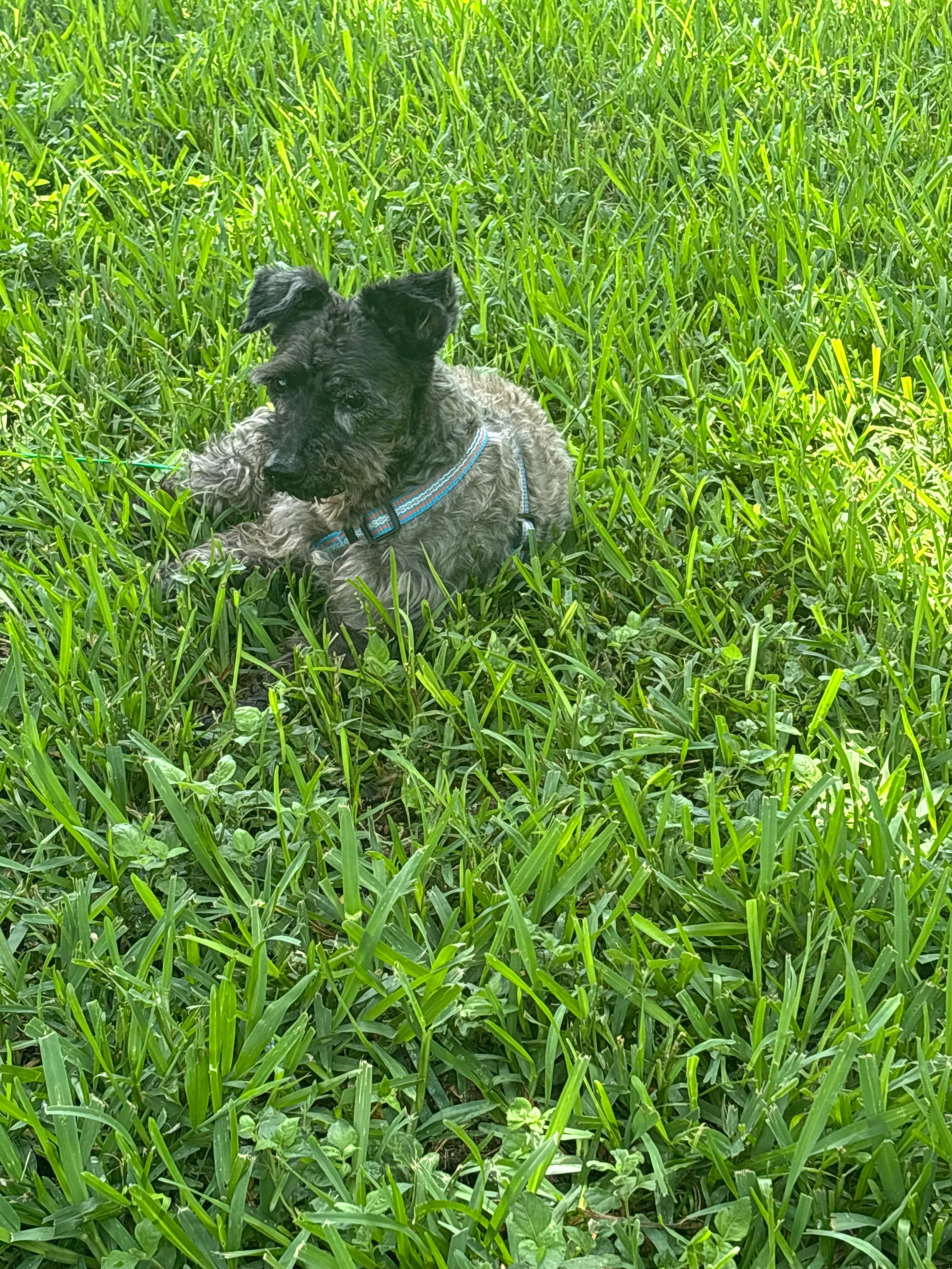 Taking in the vitamin D after a long day… it’s hot out there for a schnauzer…
