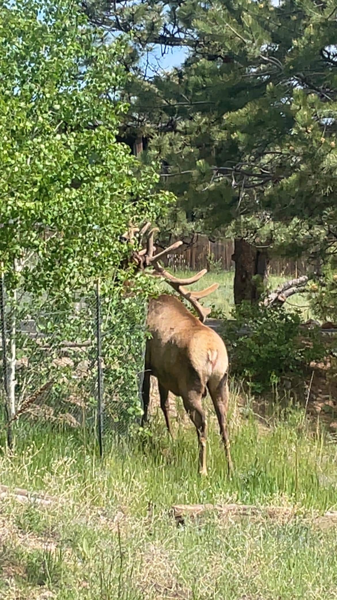 Elk