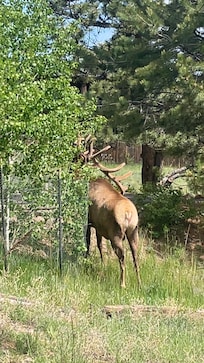 Elk