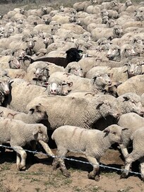2400 sheep on their way to higher pastures and crossing our mtn. Bike trail.