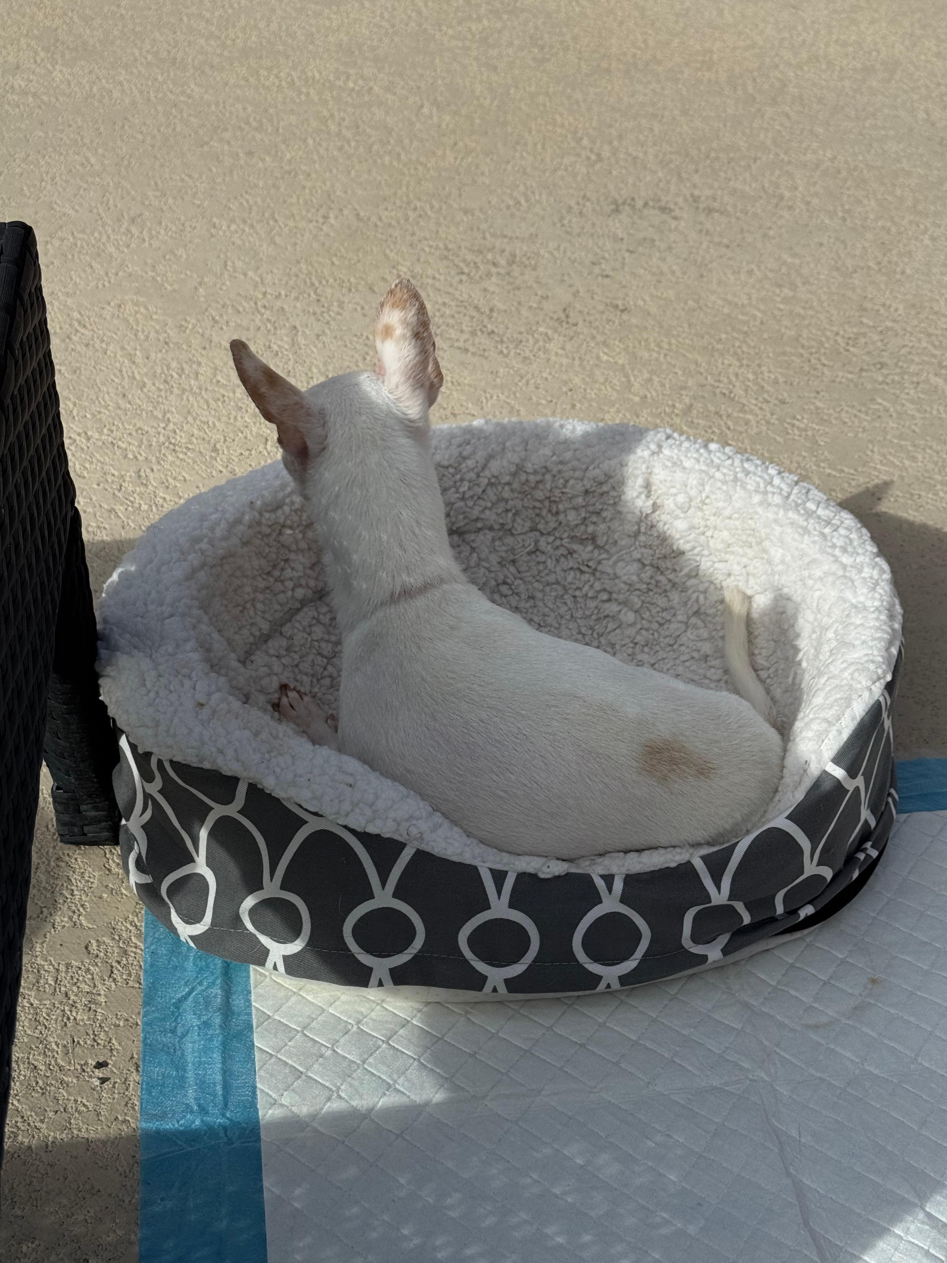 Our blind, toothless, high maintenance Chihuahua, Rhys. He enjoyed his stay and slept like the baby/old man that he is! 