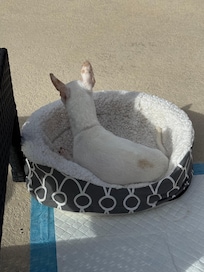 Our blind, toothless, high maintenance Chihuahua, Rhys. He enjoyed his stay and slept like the baby/old man that he is!