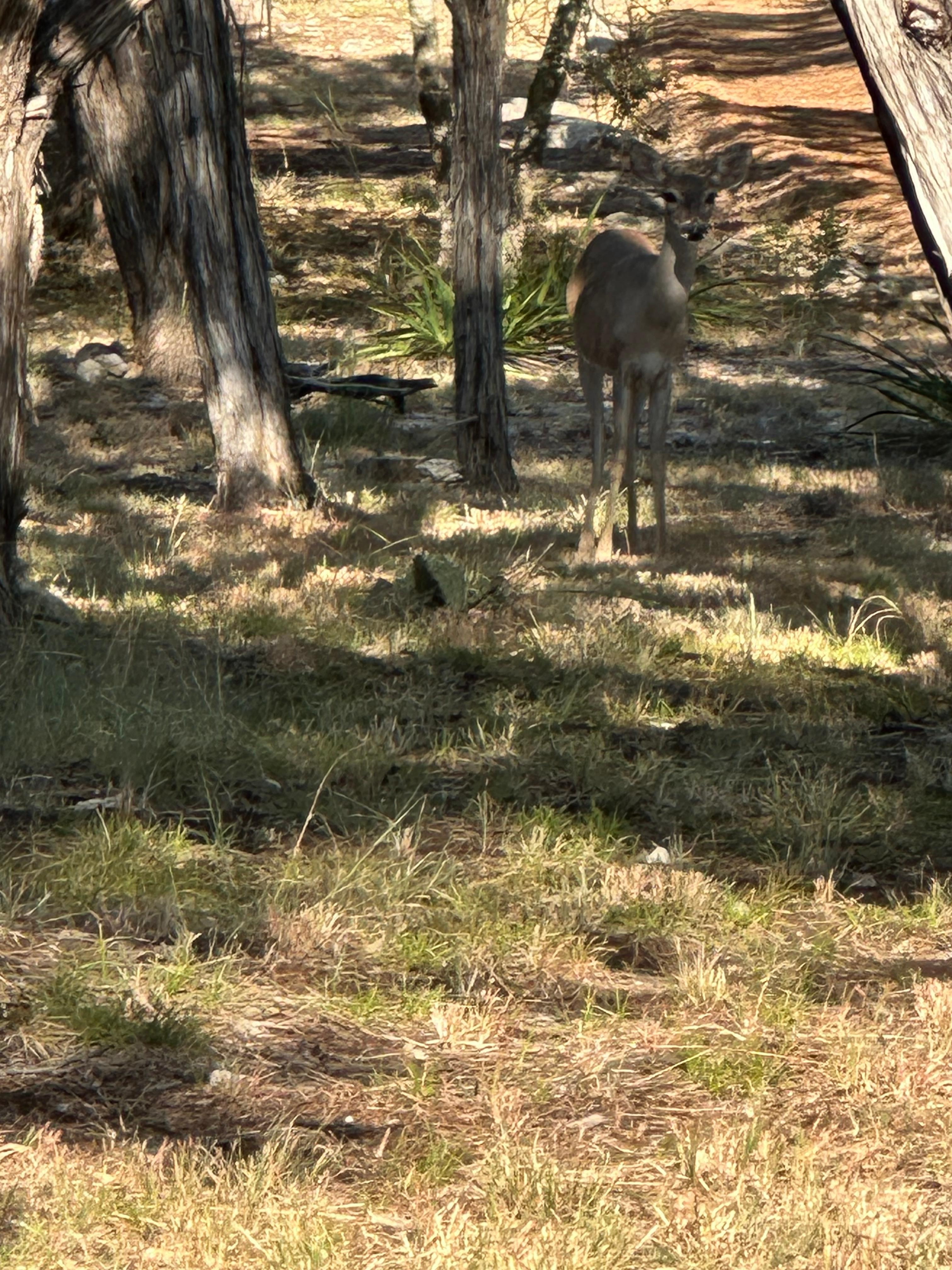 Zoomed in on passing deer