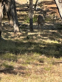Zoomed in on passing deer