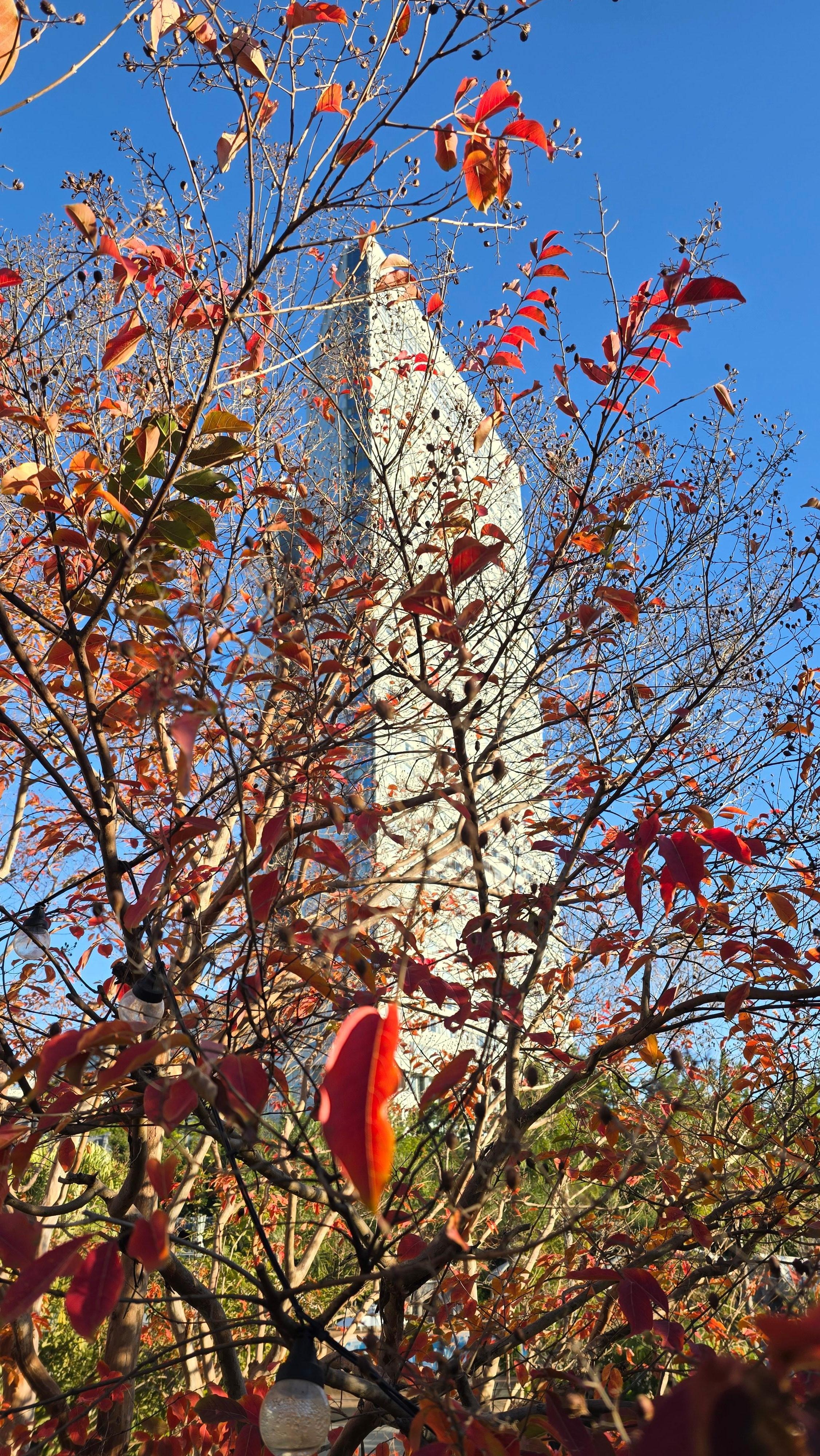 紅葉のタワー