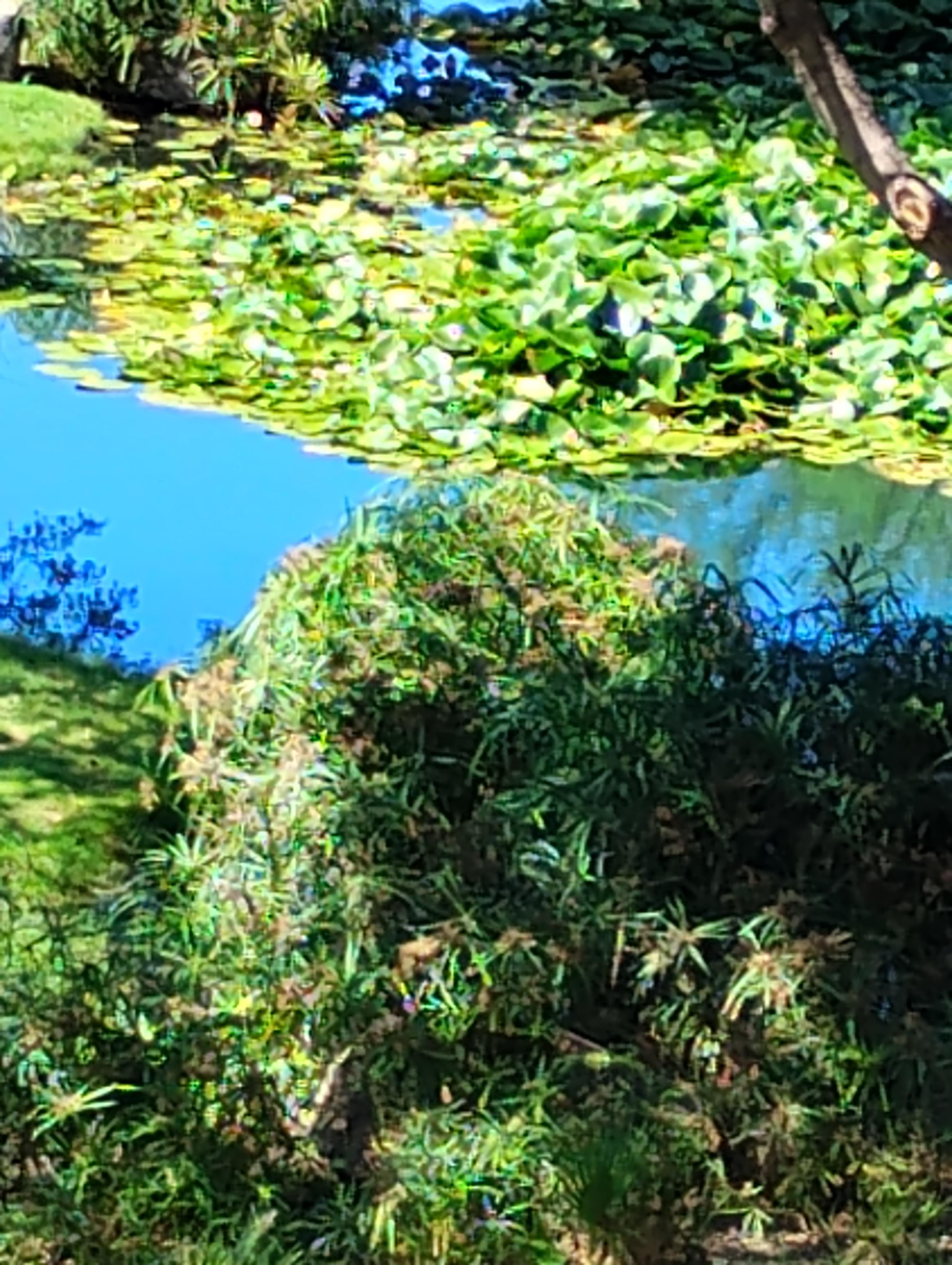 The Lily pads in bloom.