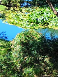 The Lily pads in bloom.