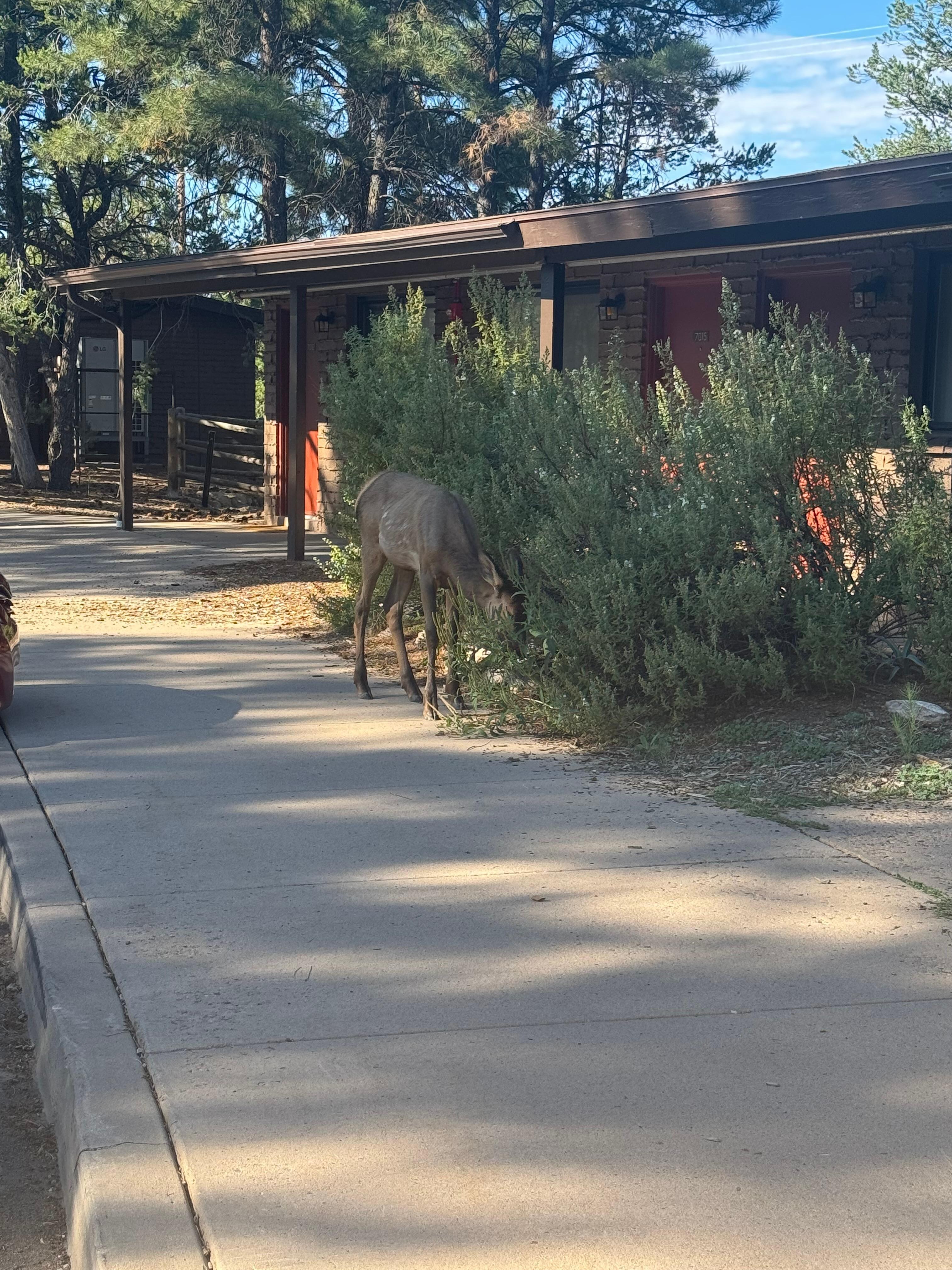 Mule deer outside our room