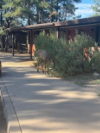 Mule deer outside our room