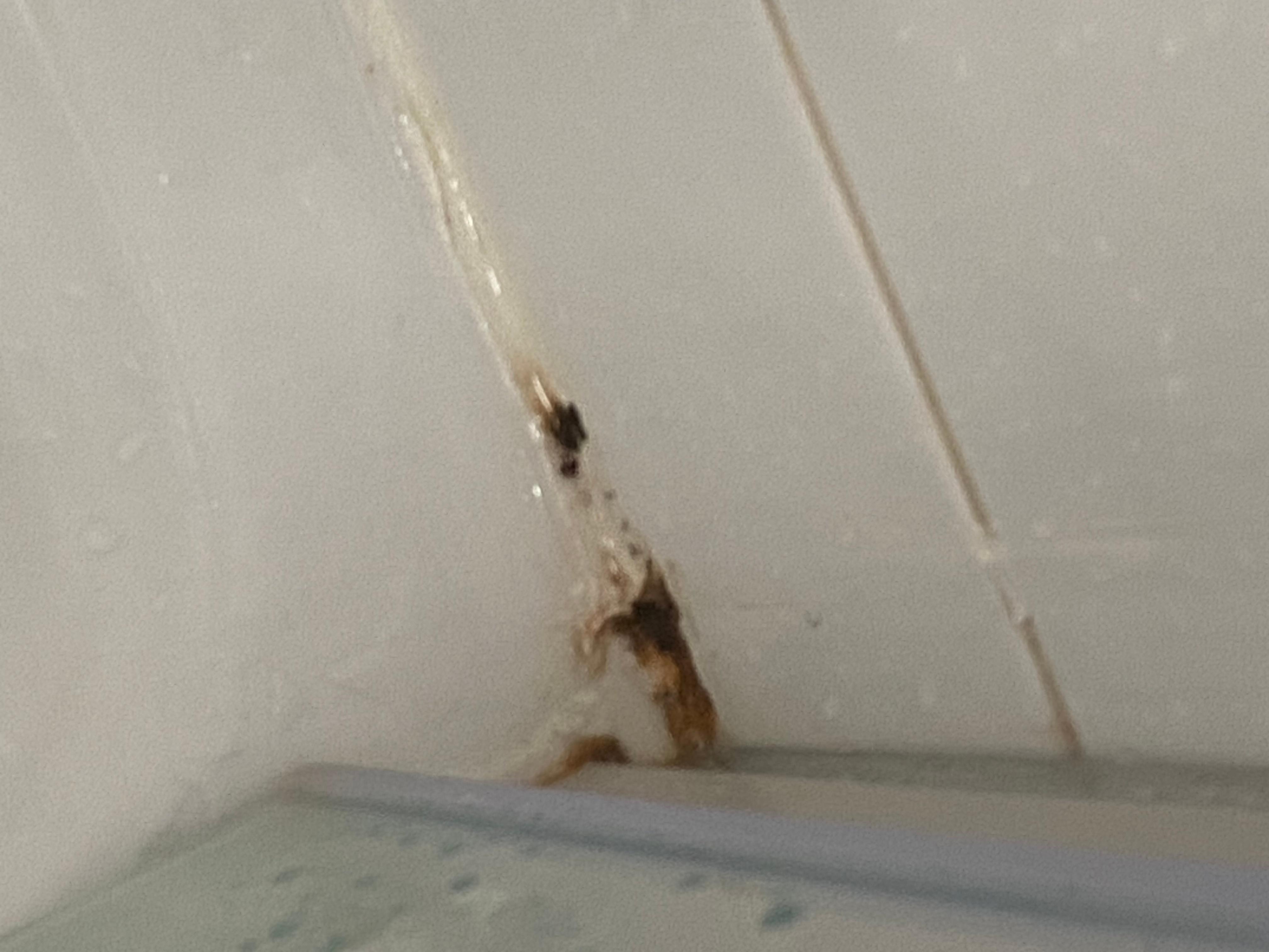 Black mould in one of the showers
