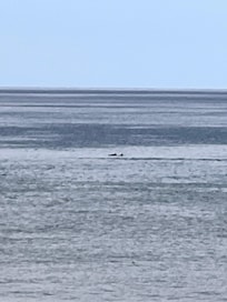 dolphins