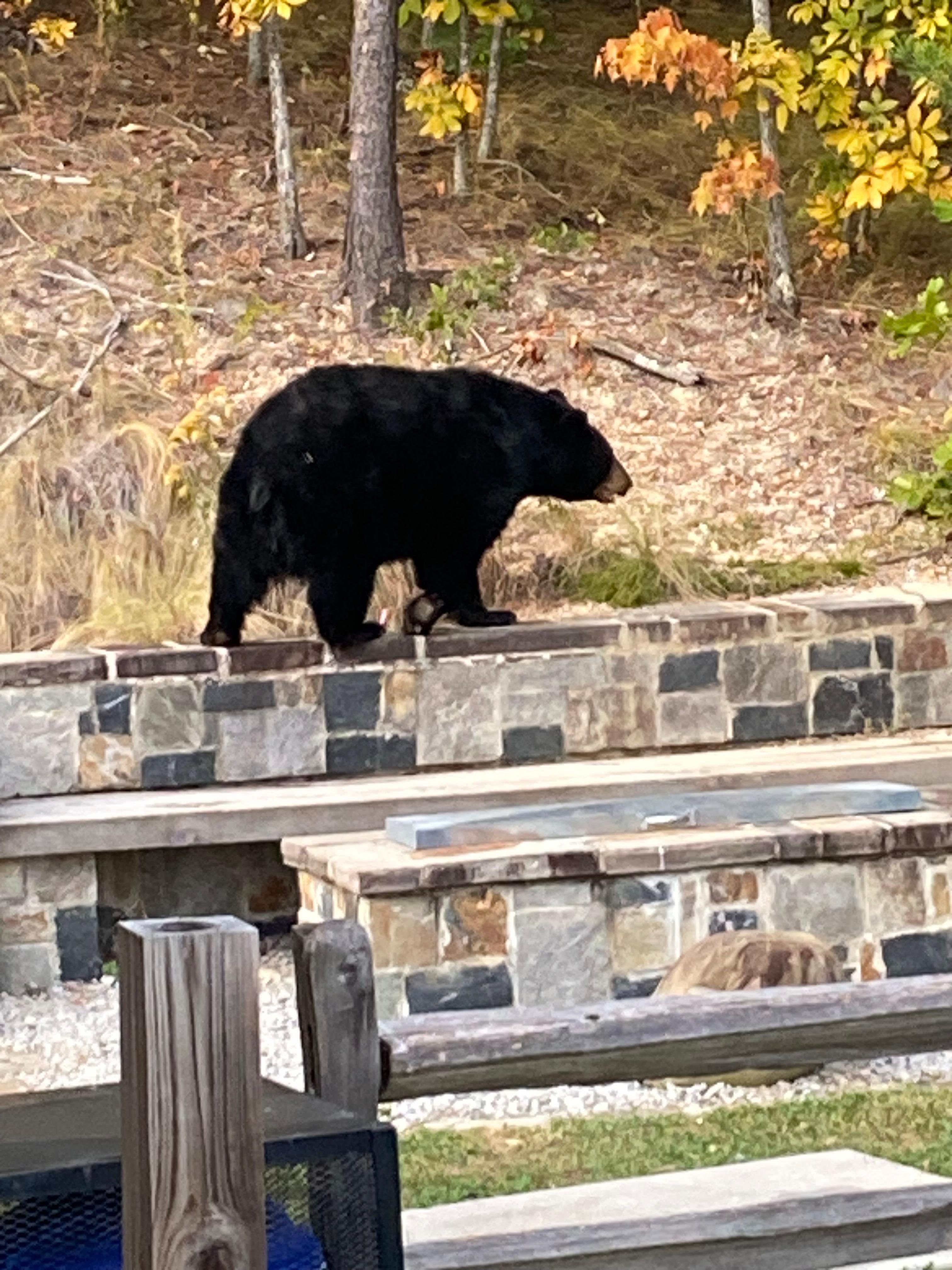 A bear came to check out the grill and fire pit area! 