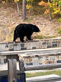 A bear came to check out the grill and fire pit area!