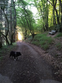 Start wandelingen in het bos