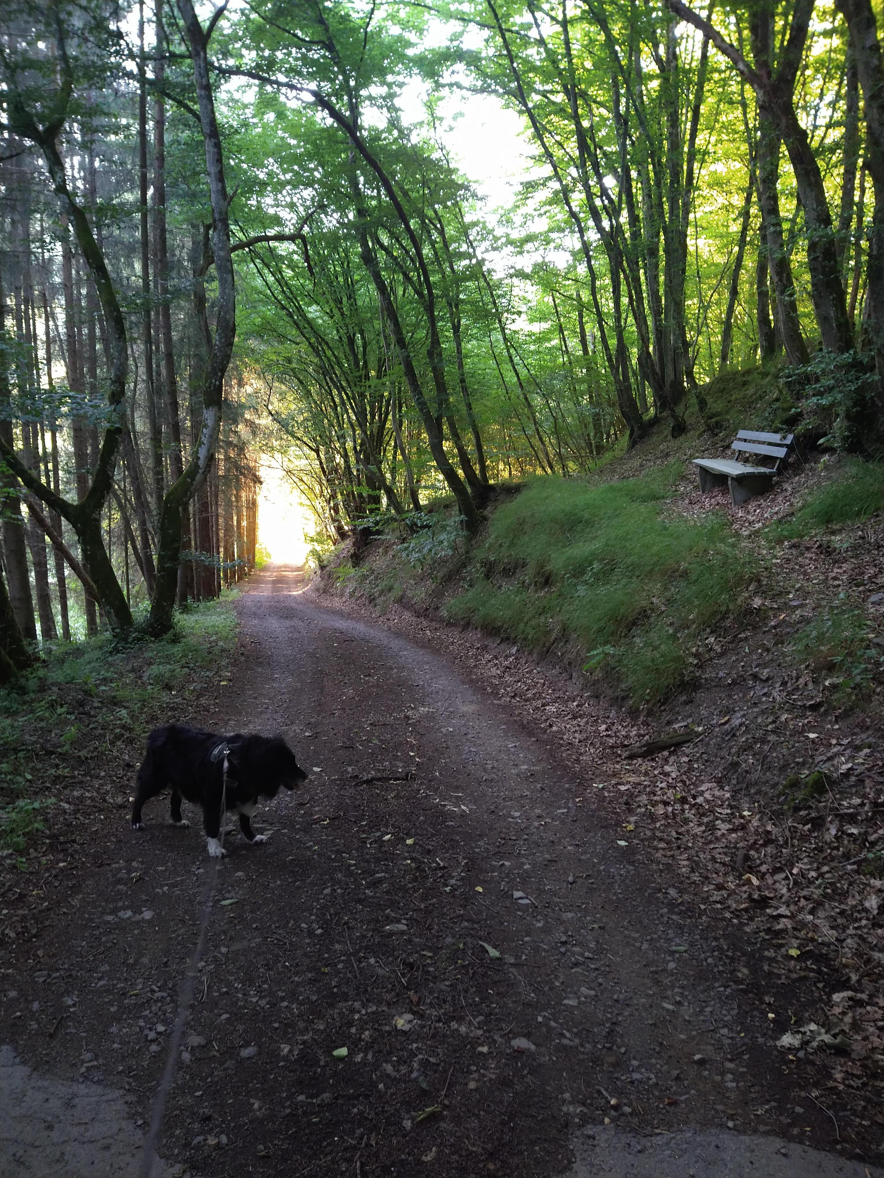Start wandelingen in het bos