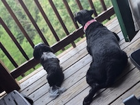 Dogs watching forbears