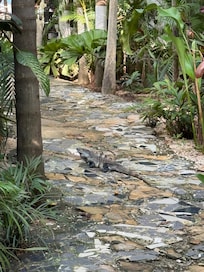 This is in the walkway between bungalows where you can see beautiful nature. Feels like your in the rain forest in the best way