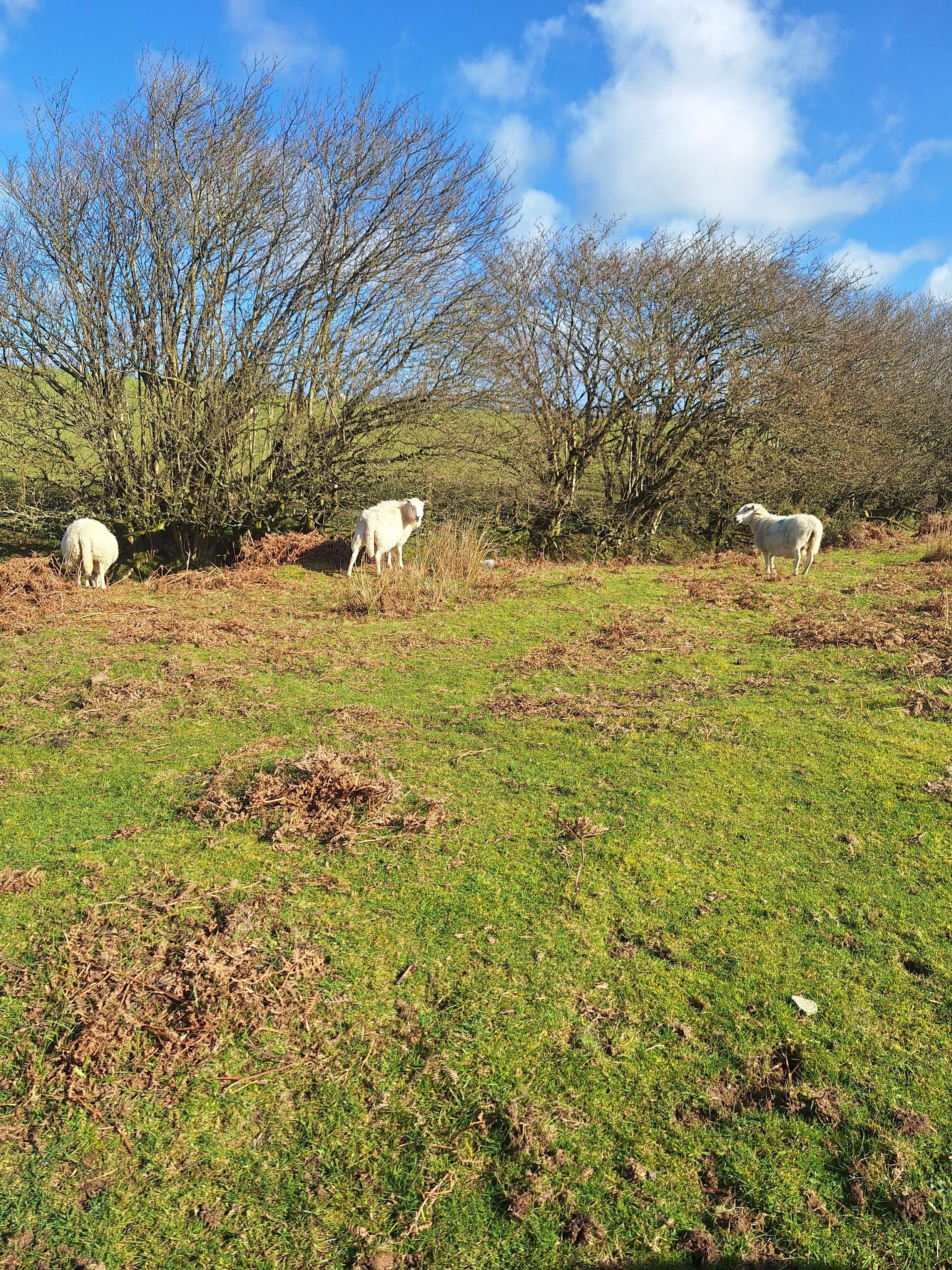 Roaming sheep on the Begwyns