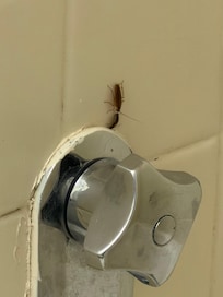Roaches coming at the shower handle